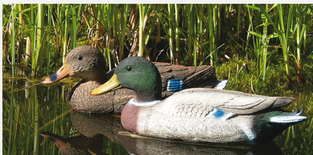 Lokvogel mannetjes eend