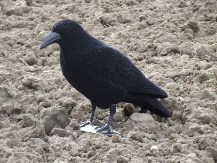 Kraaienlokker geflockt